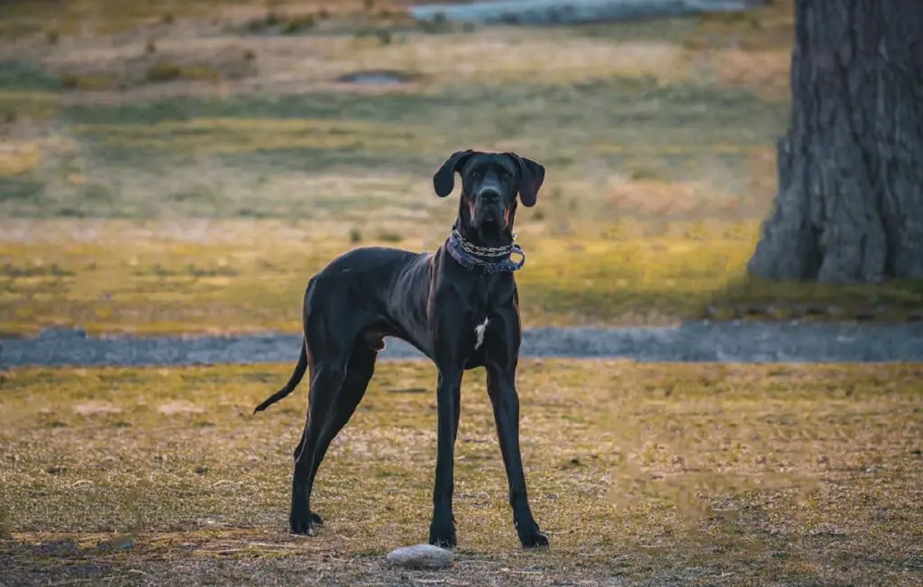 races de chiens les plus effrayantes