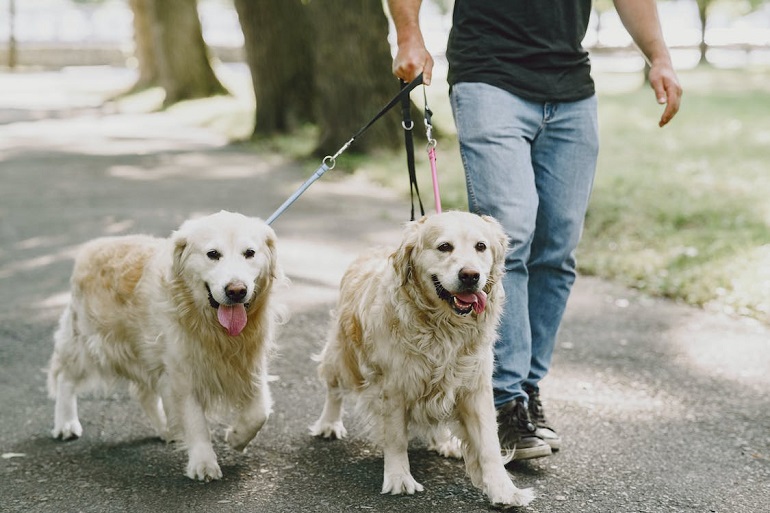 combien y a-t-il de chiens sur terre
