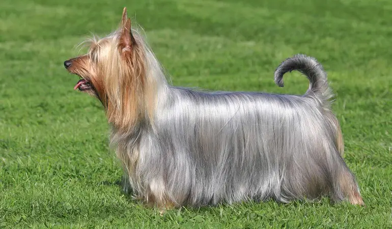 terrier aux cheveux soyeux