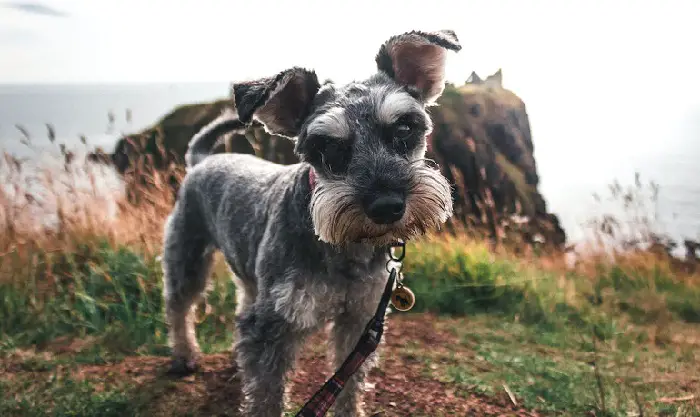 mini-schnauzers
