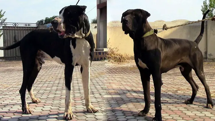 combats de chiens illégaux