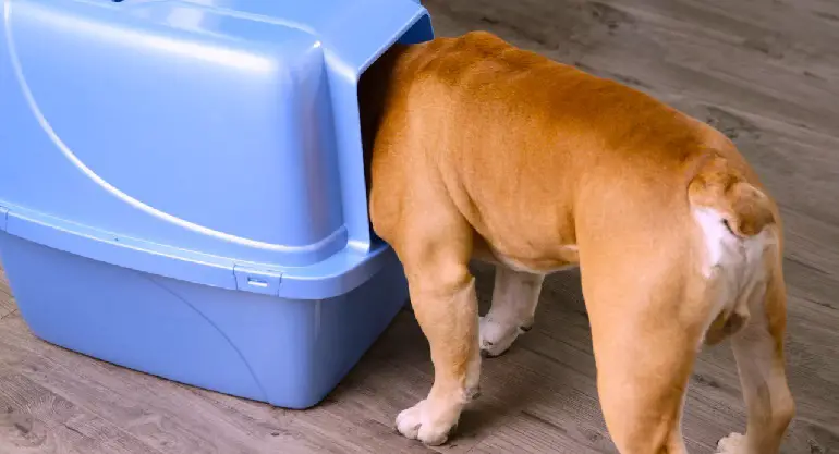 comment empêcher un chiot de manger des crottes de chat
