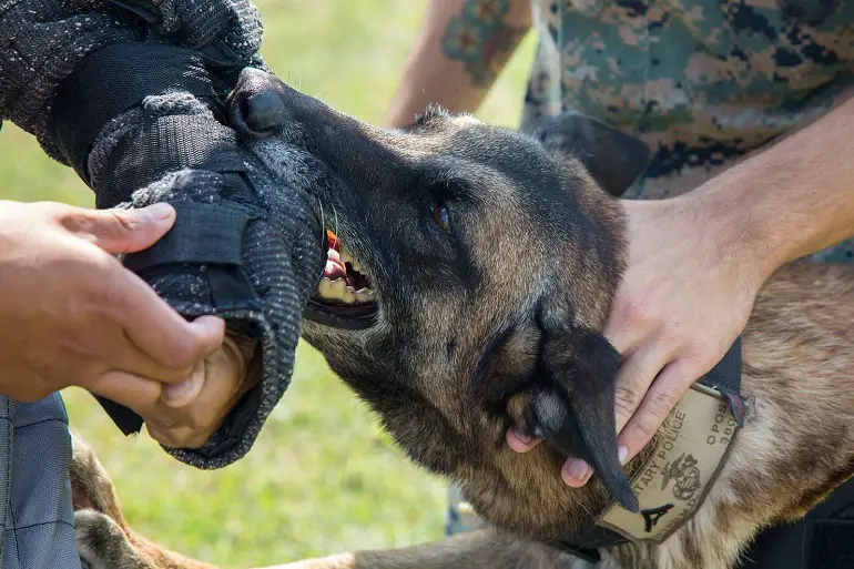 loi sur les morsures de chien
