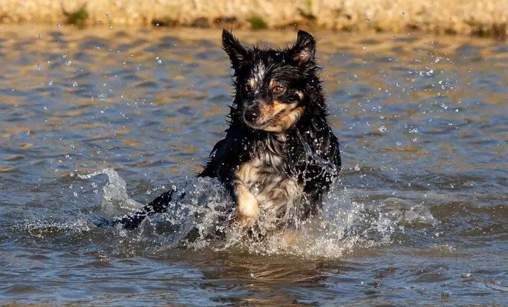 garder le chien au frais en été
