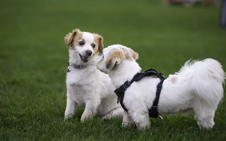 dressage de chien de socialisation