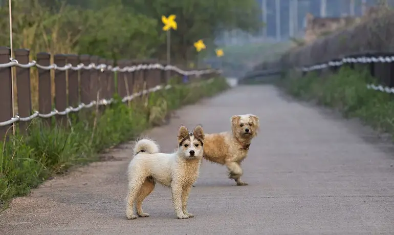 comment socialiser les chiens