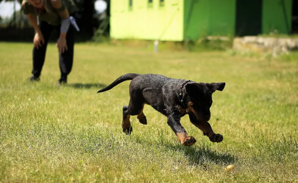 comment garder un chien dans la cour sans clôture
