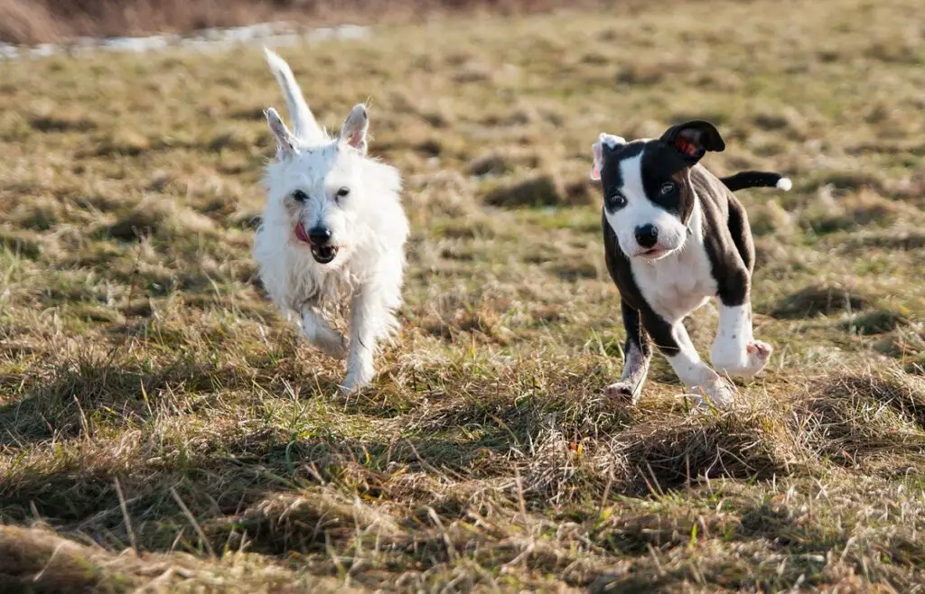 Faits intéressants sur les chiens 