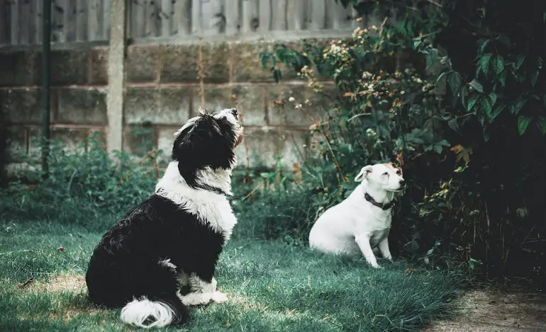 peux-tu socialiser un chien plus âgé