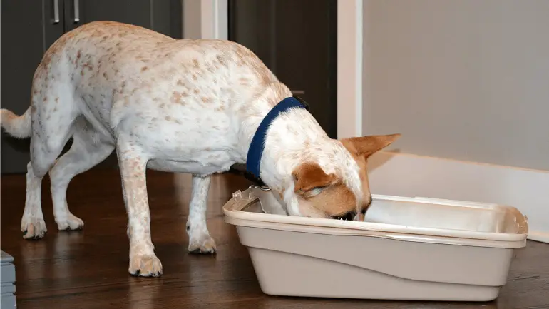 Les crottes de chat sont-elles mauvaises pour les chiens