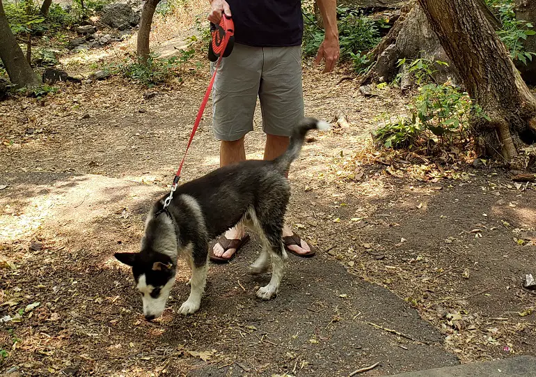 meilleure laisse rétractable pour chien de grande taille