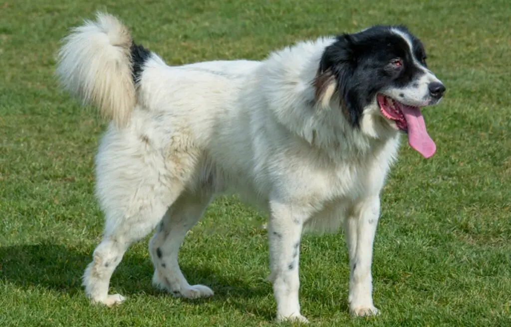 chien de berger blanc
