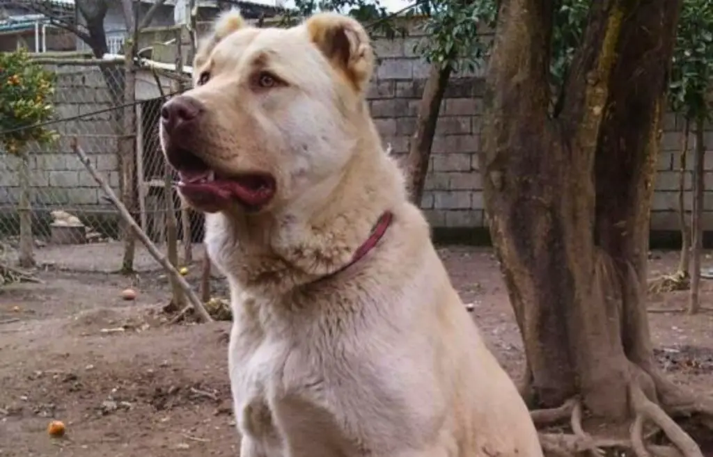 gros chiens de berger blancs
