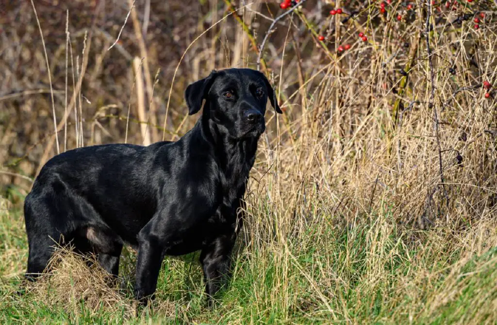 tous les chiens noirs
