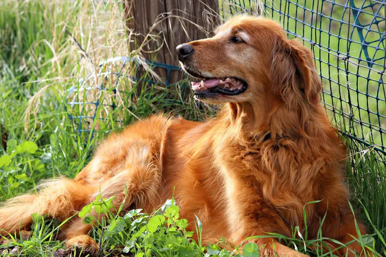 nombre de chiens en nous