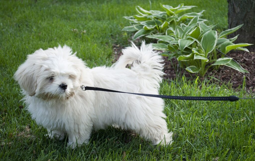 chiens asiatiques mignons