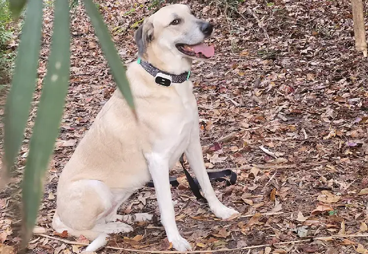 collier électronique pour chiens