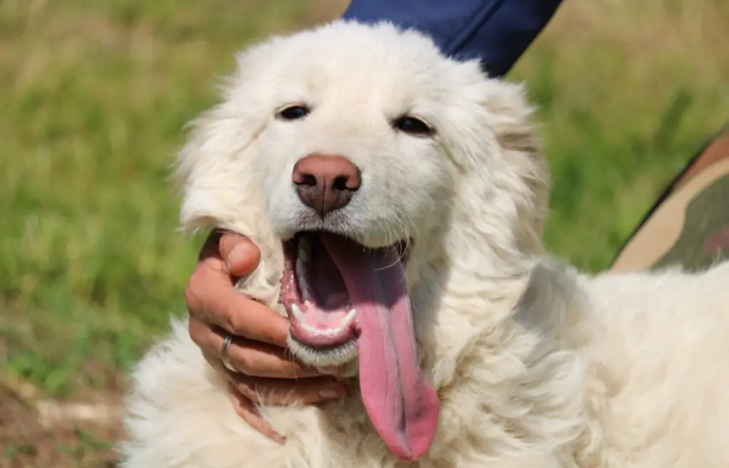 chien de garde blanc
