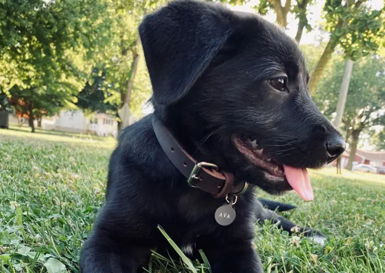 meilleur collier pour chien à peau sensible