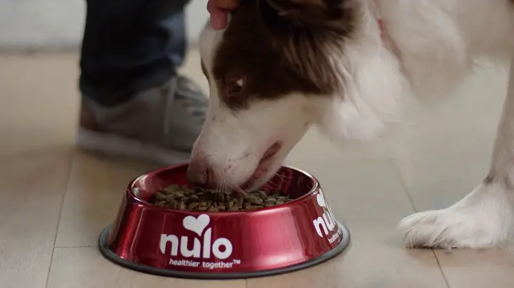 meilleure nourriture pour husky sibérien