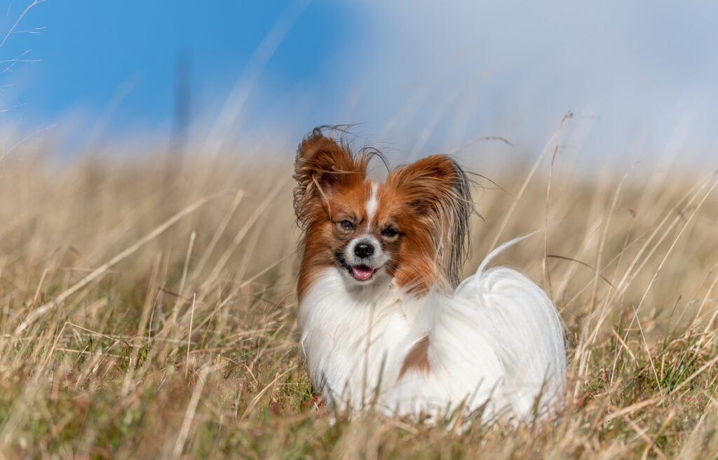 photos de chiots mignons
