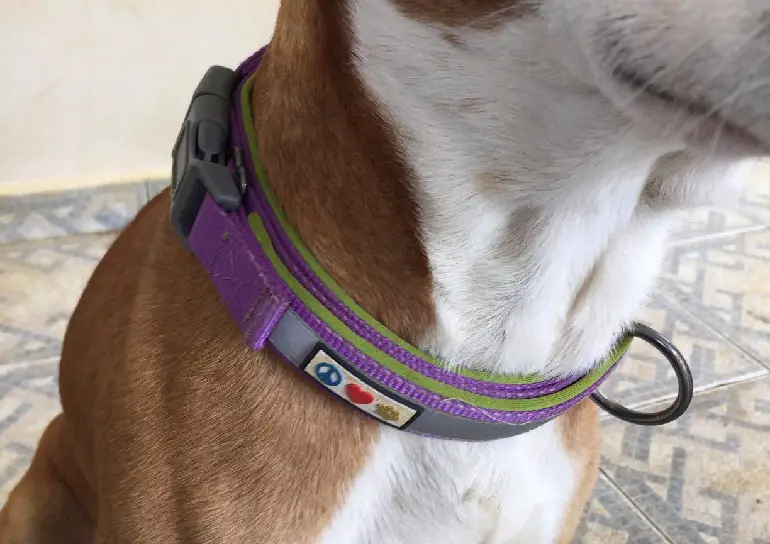 collier pour chien anti-démangeaisons