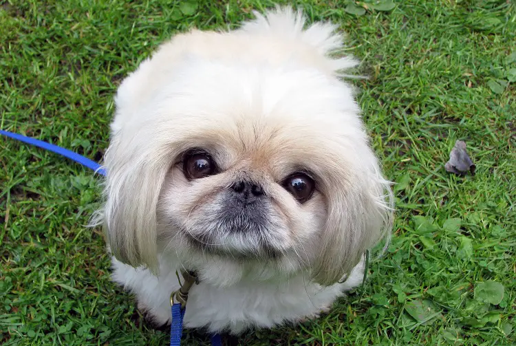 race de chien pékinois