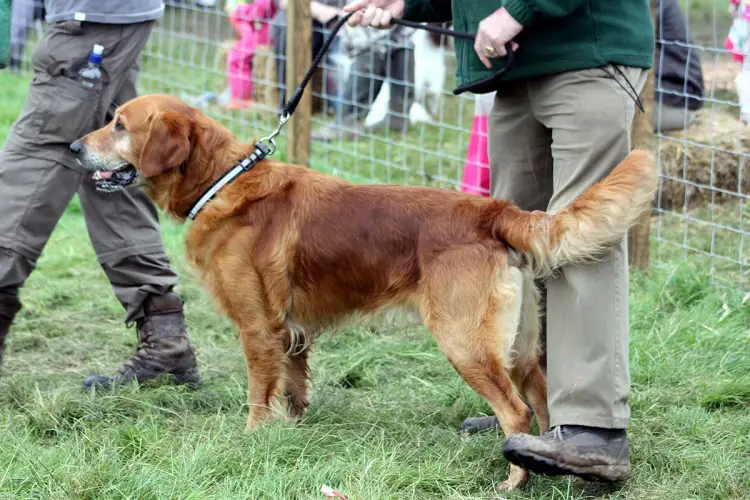 combien de chiens y a-t-il aux États-Unis