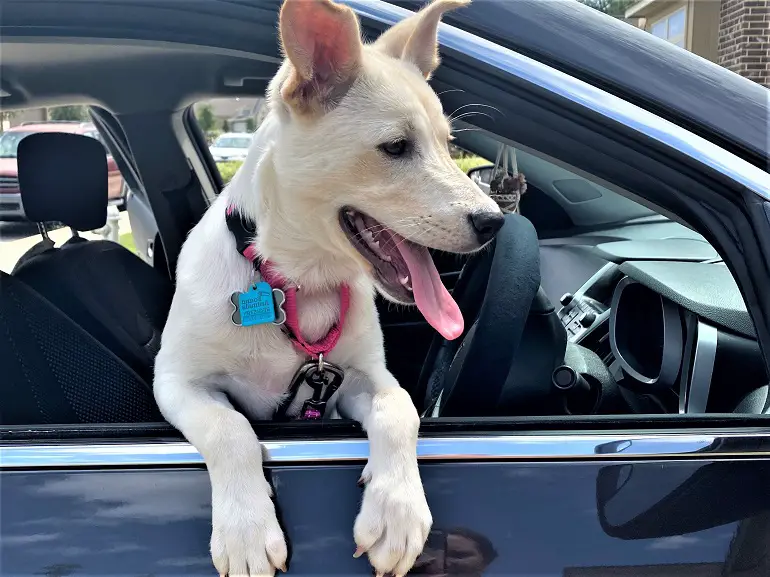 meilleurs colliers pour chiens