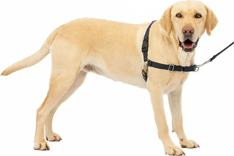 PetSafe Easy Walk Dog Harness Review 2