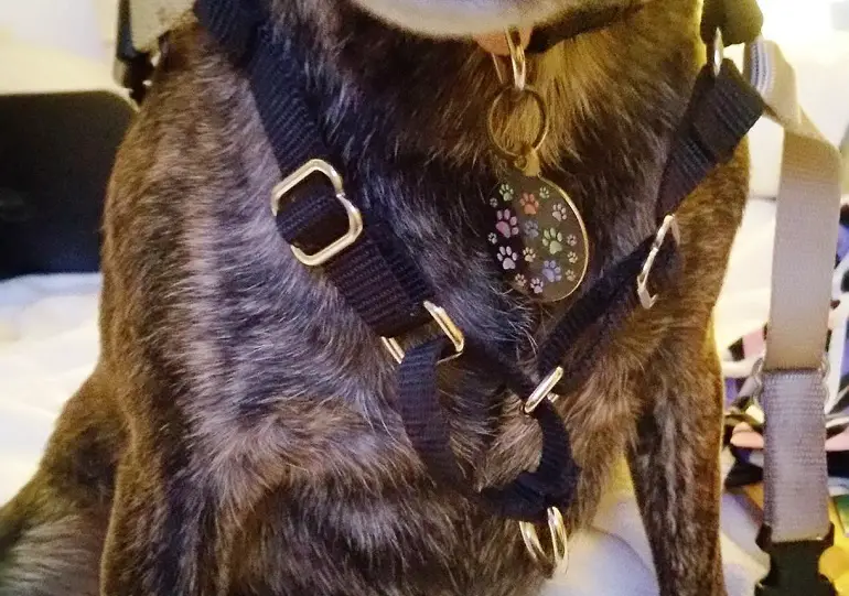 collier pour chien pour éviter de tirer