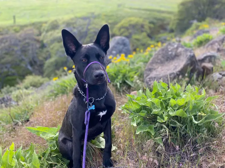 laisse pour chien pour éviter de tirer