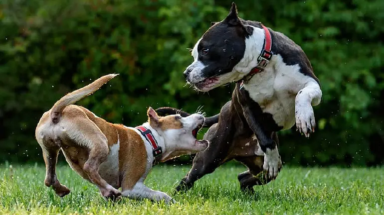 pit-bulls comme chiens de nounou