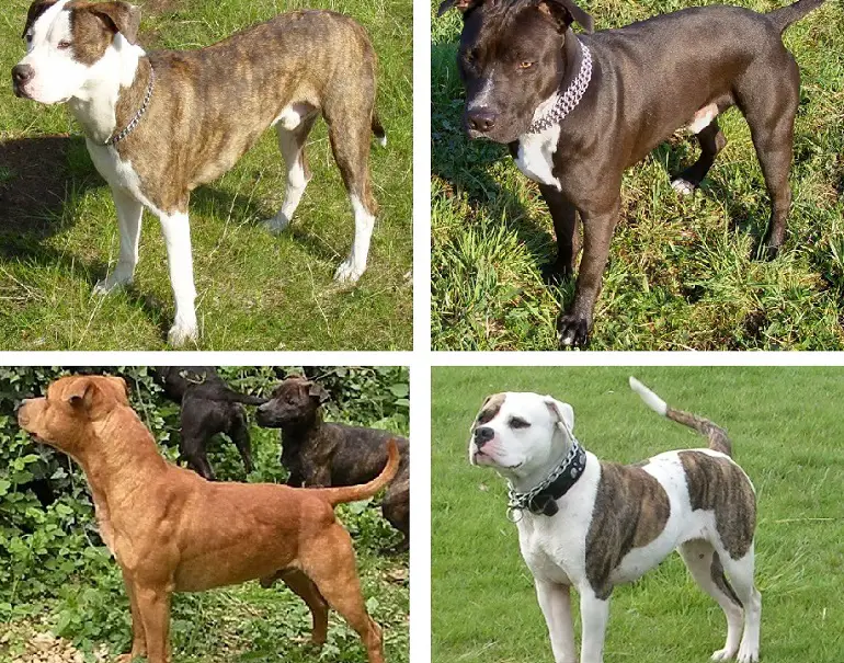 Pitbulls Nounou Chiens Snopes