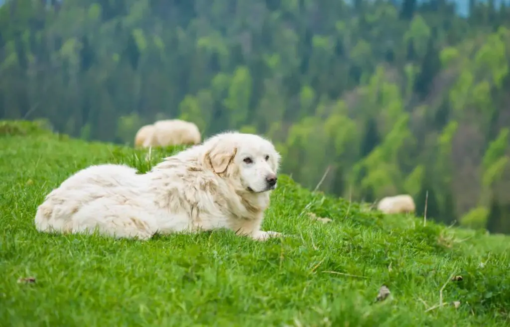 chiens de garde de moutons
