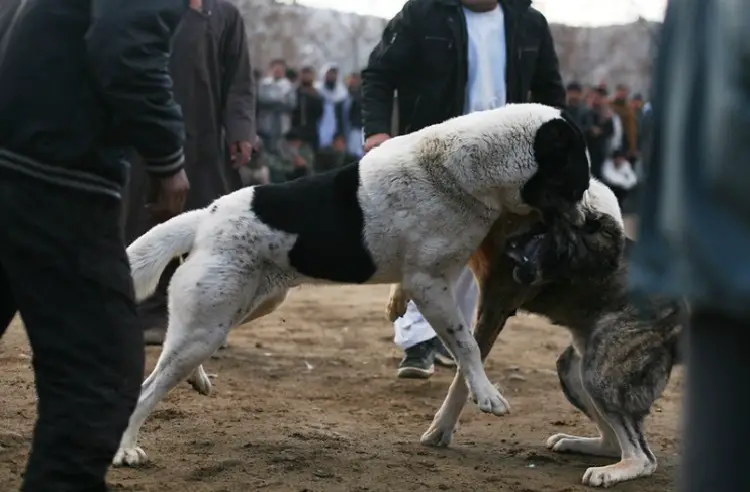 combats de chiens illégaux