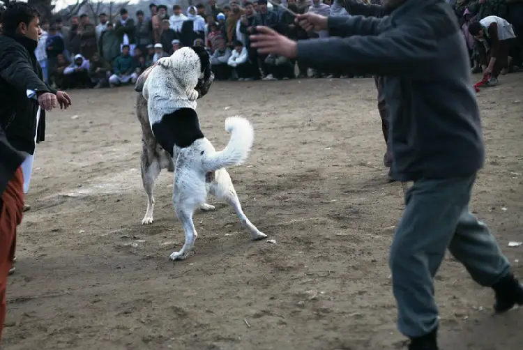 chiens qui se battent