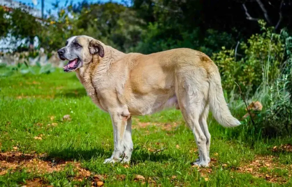 chiens de berger blancs
