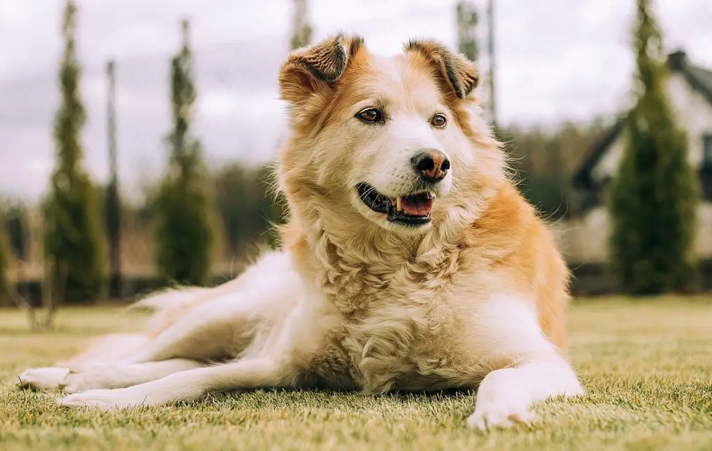 Faits aléatoires sur les chiens 