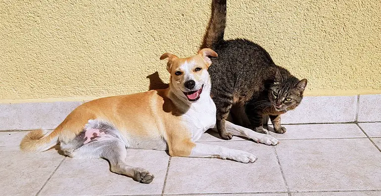 comment empêcher un chien de manger des crottes de chat
