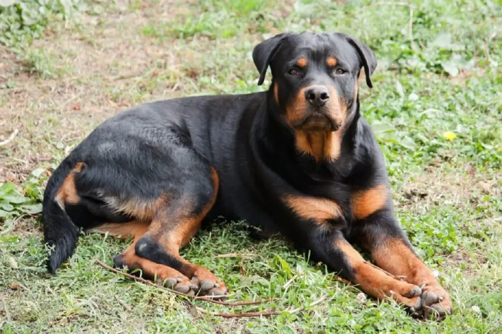 quel est le chien le plus cher
