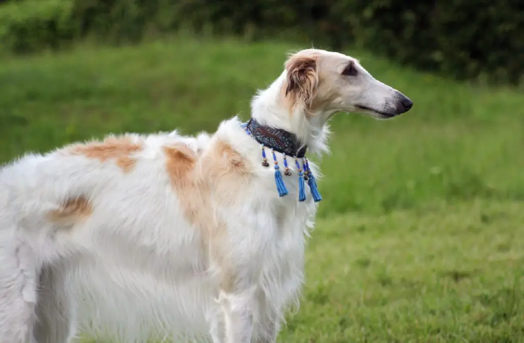 mélange de races de chiens bizarres
