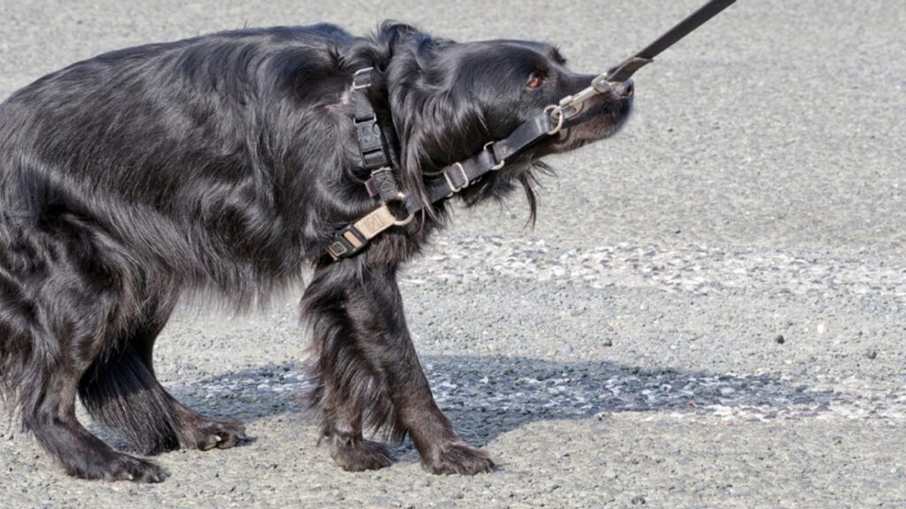 apprendre à un chien à marcher en laisse
