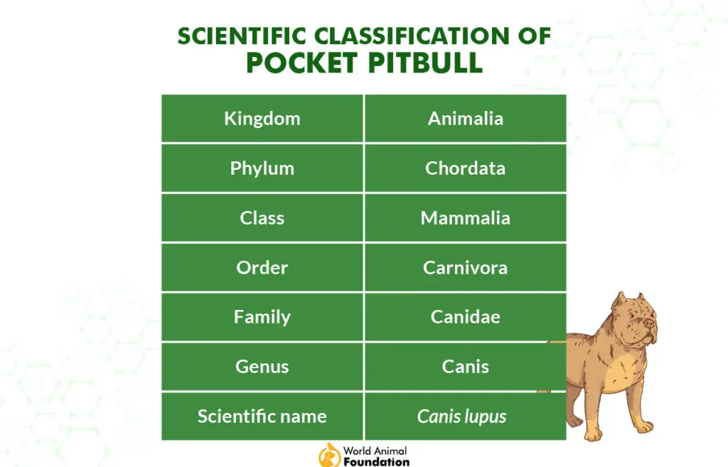 Classification scientifique du pitbull de poche