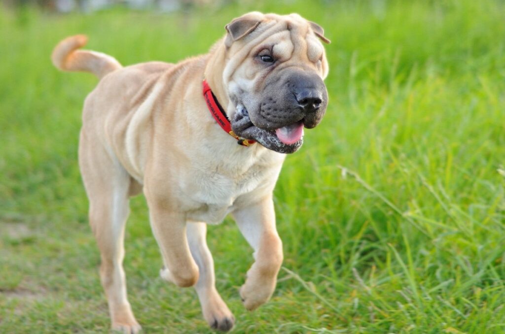 chiens de race asiatique
