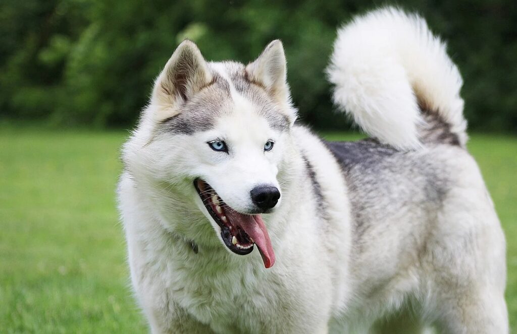 Husky Sibérien