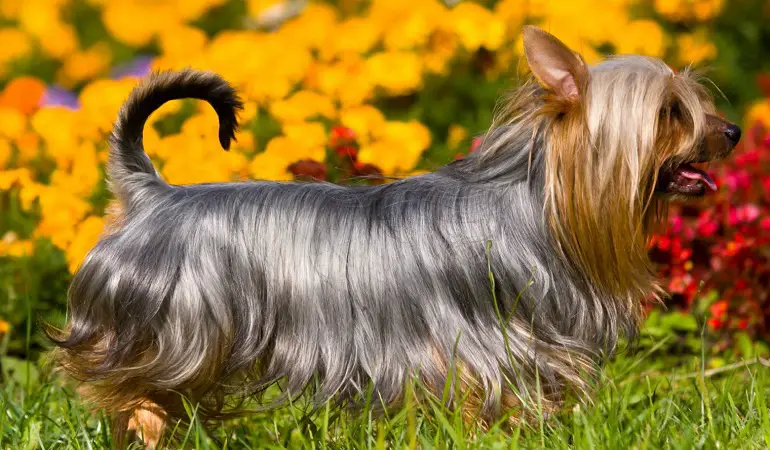 chiens terriers soyeux