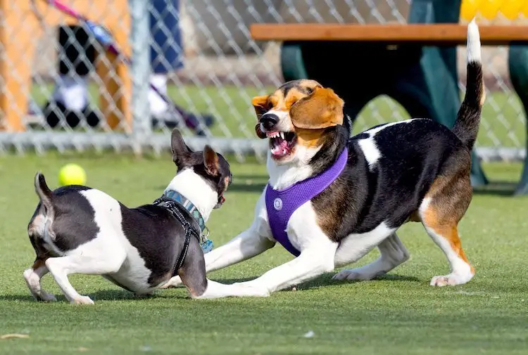 chiens de combat