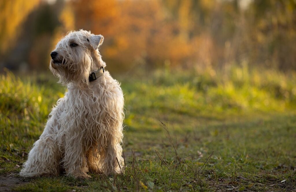 types de chiens mignons
