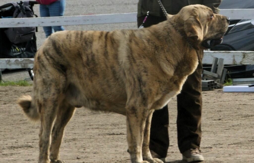 chien de berger blanc
